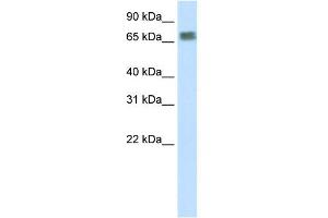 Image no. 1 for anti-Zinc Finger Protein 64 (ZFP64) (N-Term) antibody (ABIN2781053)