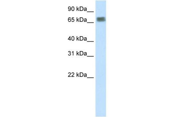 ZFP64 anticorps  (N-Term)