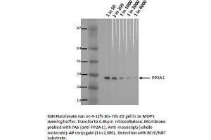 Image no. 1 for anti-Protein Phosphatase 2A Activator, Regulatory Subunit 4 (PPP2R4) (AA 302-309) antibody (ABIN1042656)