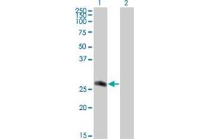 Image no. 1 for anti-CDC42 Effector Protein (Rho GTPase Binding) 2 (CDC42EP2) (AA 102-210) antibody (ABIN564542)