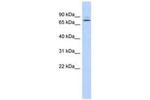 Image no. 1 for anti-Kelch-Like 14 (KLHL14) (AA 71-120) antibody (ABIN6743584)