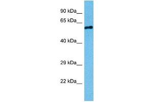 Image no. 2 for anti-serine/threonine Kinase 3 (STK3) (N-Term) antibody (ABIN2783468)