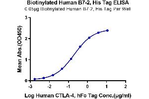 Immobilized Biotinylated Human B7-2, His Tag at 0.
