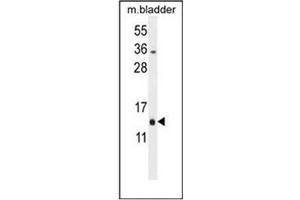 Image no. 1 for anti-Mitochondrial Ribosomal Protein L51 (MRPL51) (AA 103-132), (C-Term) antibody (ABIN953512)