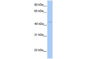 Image no. 1 for anti-Lipoyltransferase 1 (LIPT1) (N-Term) antibody (ABIN2783503)