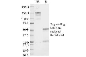 Image no. 1 for anti-CD53 (CD53) antibody (ABIN6941219)