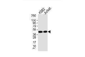 Image no. 2 for anti-MAP Kinase Interacting serine/threonine Kinase 1 (MKNK1) antibody (ABIN1944924)