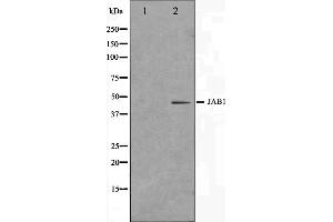 Image no. 2 for anti-COP9 Signalosome Complex Subunit 3 (COPS3) (C-Term) antibody (ABIN6260969)