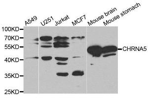 Image no. 1 for anti-Cholinergic Receptor, Nicotinic, alpha 5 (Neuronal) (CHRNA5) antibody (ABIN3022469)