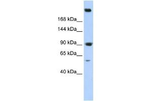 Image no. 1 for anti-Spectrin alpha Chain, Brain (SPTAN1) (N-Term) antibody (ABIN2787729)
