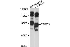 Image no. 1 for anti-Tripartite Motif Containing 59 (TRIM59) antibody (ABIN6293638)
