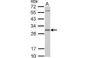 Image no. 7 for anti-BCL2-Like 1 (BCL2L1) (Center) antibody (ABIN2856151)