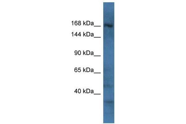 RAPGEF2 anticorps  (C-Term)