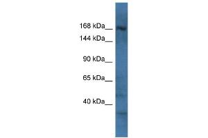 RAPGEF2 Antikörper  (C-Term)
