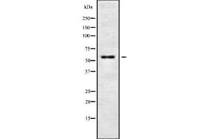 Image no. 2 for anti-Potassium Voltage-Gated Channel, Subfamily G, Member 4 (Kcng4) (Internal Region) antibody (ABIN6262744)