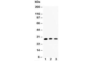 Image no. 3 for anti-Aquaporin 1 (Colton Blood Group) (AQP1) (C-Term) antibody (ABIN3030001)