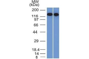 Image no. 8 for anti-CD22 Molecule (CD22) (AA 52-178) antibody (ABIN6941120)