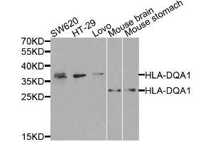 Image no. 2 for anti-Major Histocompatibility Complex, Class II, DQ alpha 1 (HLA-DQA1) antibody (ABIN3023103)