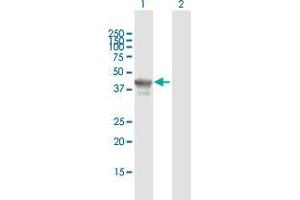 Image no. 3 for anti-Transcription Factor 19 (TCF19) (AA 1-345) antibody (ABIN2565933)