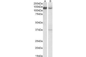 Image no. 2 for anti-Serrate RNA Effector Molecule Homolog (SRRT) (C-Term) antibody (ABIN2613482)