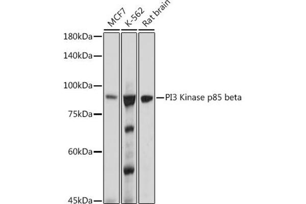 PIK3R2 anticorps