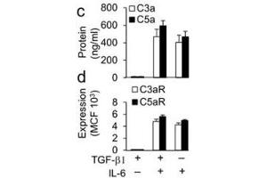 C3a antibody (ABIN285285): Sorted WT Foxp3− CD4+ T cells were incubated for 48 hr with anti-CD3+CD28 beads plus TGF-β1 alone, TGF-β1+IL-6, or IL-6 alone as in (b).