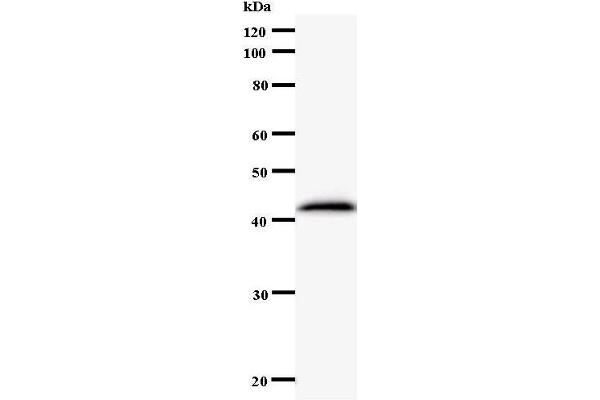 EXOSC9 antibody