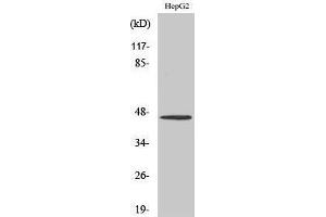 Image no. 1 for anti-Serotonin Receptor 1A (HTR1A) (C-Term) antibody (ABIN3187045)