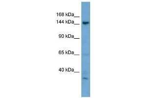 anti-N-Acetylglucosamine-1-Phosphate Transferase, alpha and beta Subunits (GNPTAB) (N-Term) antibody