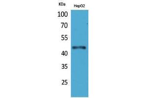 anti-Homeobox D3 (HOXD3) (Internal Region) antibody