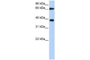 Image no. 3 for anti-Heat Shock 70kDa Protein 9 (Mortalin) (HSPA9) (C-Term) antibody (ABIN2779292)