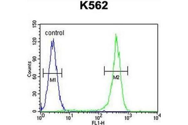 CRHR2 antibody  (AA 27-58)