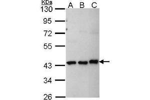 Image no. 1 for anti-Makorin Ring Finger Protein 1 (MKRN1) (Center) antibody (ABIN2856385)