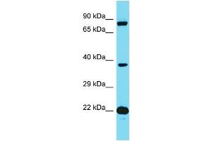 anti-FAST Kinase Domains 3 (FASTKD3) (N-Term) antibody