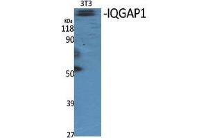 Image no. 2 for anti-IQ Motif Containing GTPase Activating Protein 1 (IQGAP1) (N-Term) antibody (ABIN3185218)