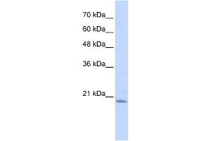 Image no. 1 for anti-Prefoldin Subunit 6 (PFDN6) (N-Term) antibody (ABIN631922)