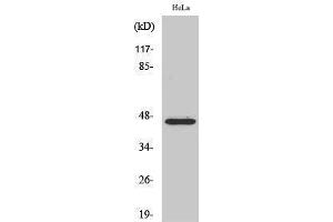 Image no. 1 for anti-Forkhead Box B2 (FOXB2) (Internal Region) antibody (ABIN3184651)