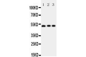 Image no. 3 for anti-Annexin A7 (ANXA7) (AA 445-460), (C-Term) antibody (ABIN3044073)
