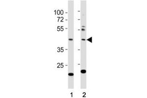Image no. 1 for anti-E2F Transcription Factor 1 (E2F1) (AA 342-371) antibody (ABIN3030786)