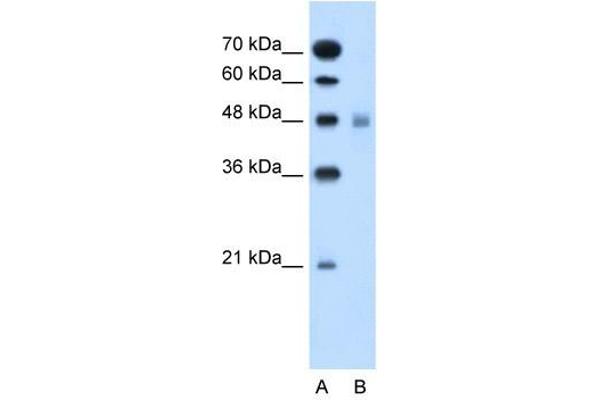 SLC17A4 antibody