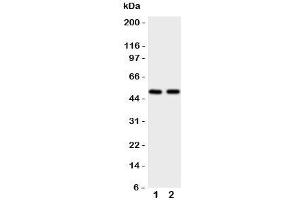Western blot testing of Flotillin 2 antbody; Lane 1: rat lung;  2: 293T cell lysate