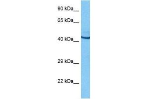 Image no. 3 for anti-POU Class 2 Homeobox 3 (POU2F3) (N-Term) antibody (ABIN2779706)