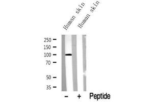Image no. 1 for anti-Transient Receptor Potential Cation Channel, Subfamily V, Member 1 (TRPV1) (C-Term) antibody (ABIN6266001)