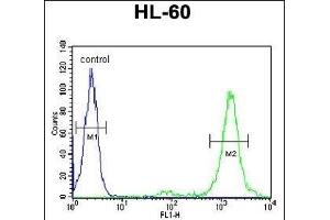 LL Antibody (Center) (ABIN651901 and ABIN2840445) flow cytometric analysis of HL-60 cells (right histogram) compared to a negative control cell (left histogram).