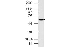 Image no. 1 for anti-Interferon Related Developmental Regulator 1 (IFRD1) (AA 1-300) antibody (ABIN5027565)