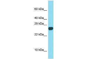 Image no. 1 for anti-Sperm Acrosome Associated Protein 3 (SPACA3) (C-Term) antibody (ABIN2790449)