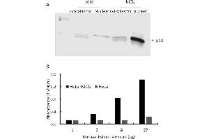 Transcription factor assay of p53 from nuclear extracts of HeLa cells or HeLa cells treated with NiCl2.