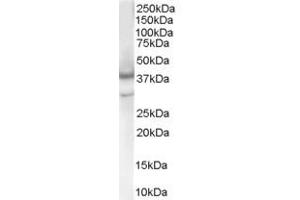 Image no. 1 for anti-Caspase 4, Apoptosis-Related Cysteine Peptidase (CASP4) (Internal Region) antibody (ABIN185284)