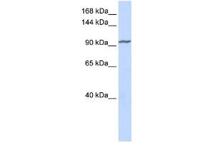 Image no. 1 for anti-Zinc Finger Protein 280D (ZNF280D) (Middle Region) antibody (ABIN2774945)
