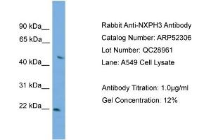 Image no. 1 for anti-Neurexophilin 3 (NXPH3) (Middle Region) antibody (ABIN2784873)